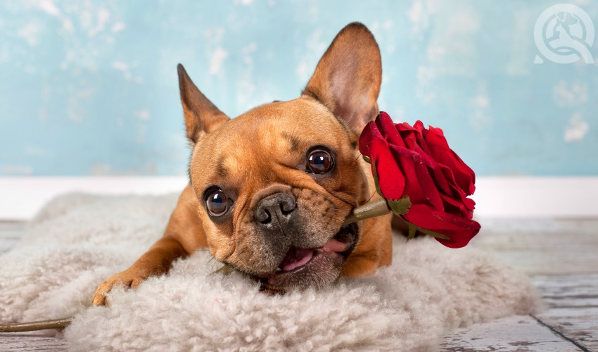 dog with rose in its mouth representing love