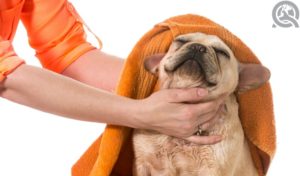 drying a dog after a bath means good hygiene after visiting a dog groomer