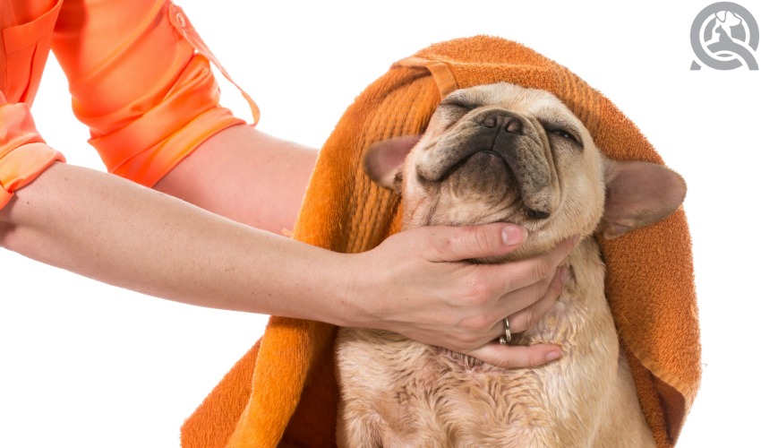 drying a dog after a bath means good hygiene after visiting a dog groomer