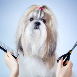 QC pet studies favorite dog grooming assignments