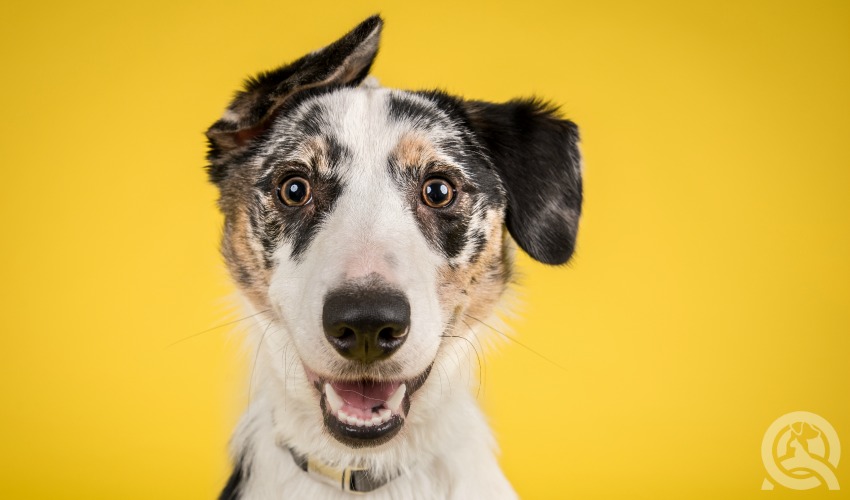 dog with yellow background
