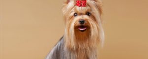 The 6 Worst Dog Grooming Trends
