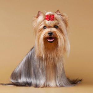 As a dog groomer, you will be asked to create some crazy looks. Here is a list of the 6 worst dog grooming trends we hope you never have to deal with!