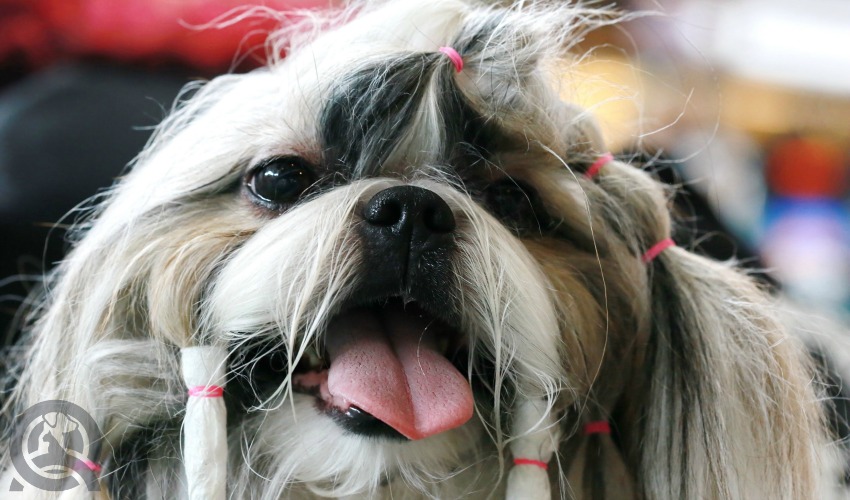 Hair accessories dog grooming trend