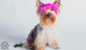 Dyed fur dog grooming trend