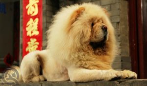 Lion's mane dog grooming trend