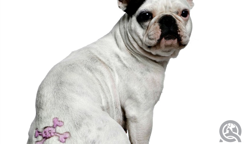 Tattoo dog grooming trend
