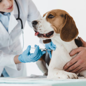 dog being vaccinated by vet before visiting dog groomer