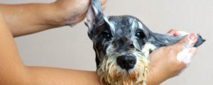 dog grooming license