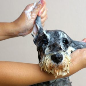 dog grooming license