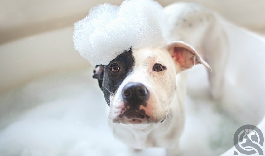 dog in a bath during your professional grooming training