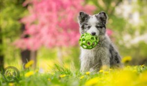 dog with rubber toy