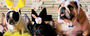 dogs in easter costumes