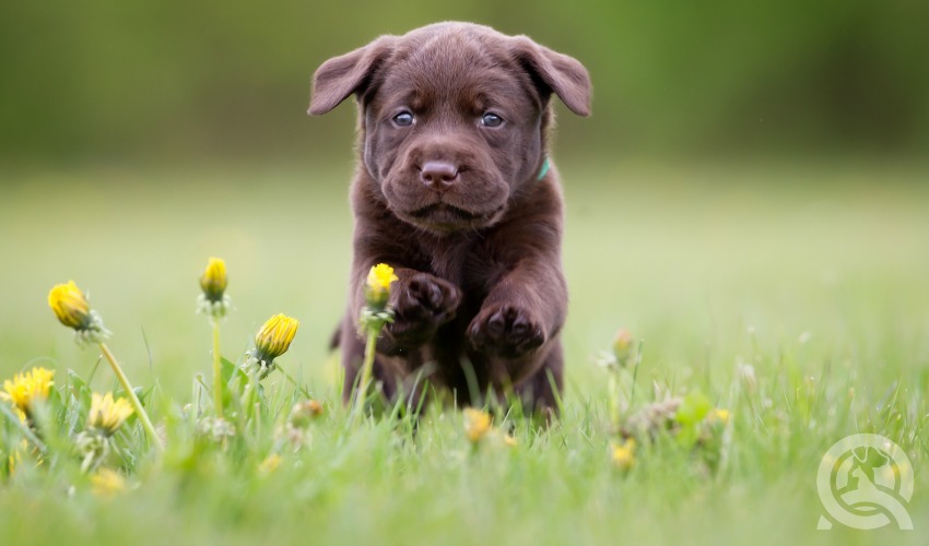 chocolate lab puppy running through meadow