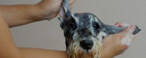 Learn How You'll Be Tested At An Online Dog Grooming School