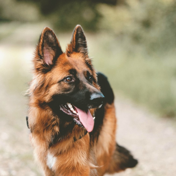 Dog groomers don't just work in grooming shops. There are a variety of industries that also need the trained hands of a groomer. Read on to learn more about these opportunities!