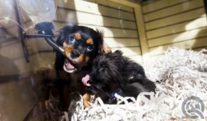 two puppies in window at pet store
