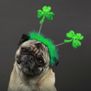 St. Patrick's Day Dog Treats