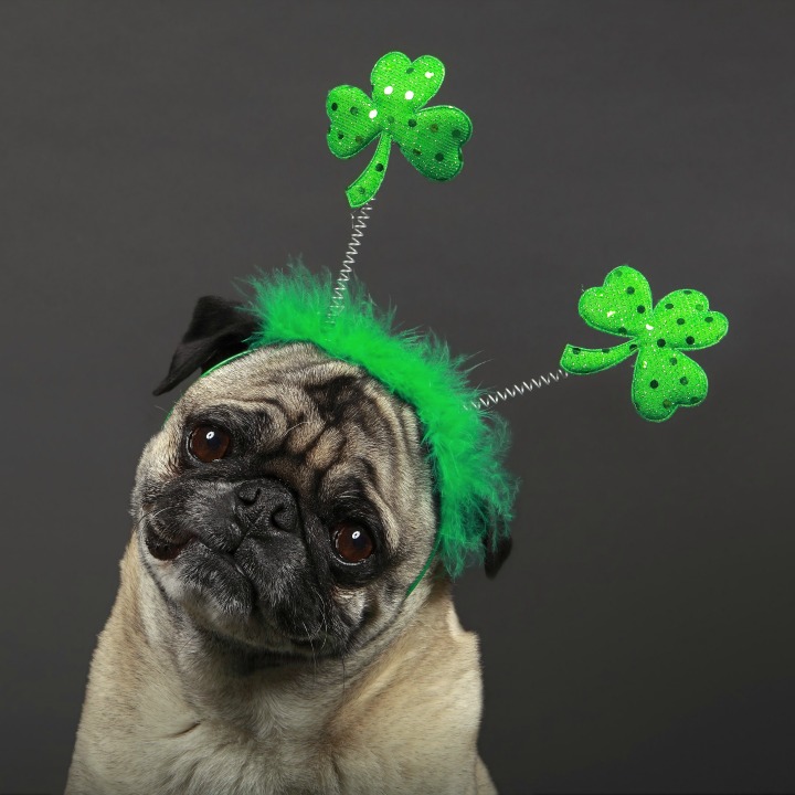 St. Patrick's Day Dog Treats