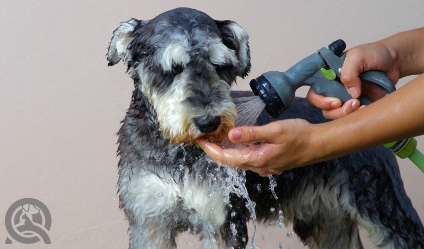 practical assignments at an online dog grooming school