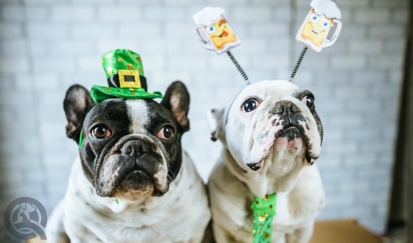 St. Patrick's Day Dogs