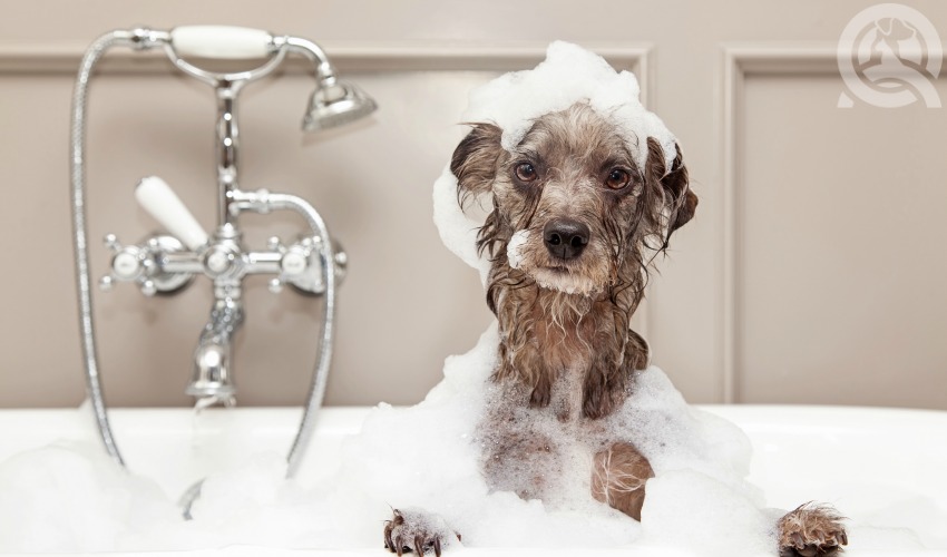 bathing a dog in a bubble bath