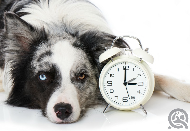 dog with alarm clock