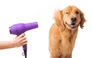 groomer pointing purple blow-dryer at golden retriever
