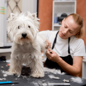 dog groomer salary at pet salon