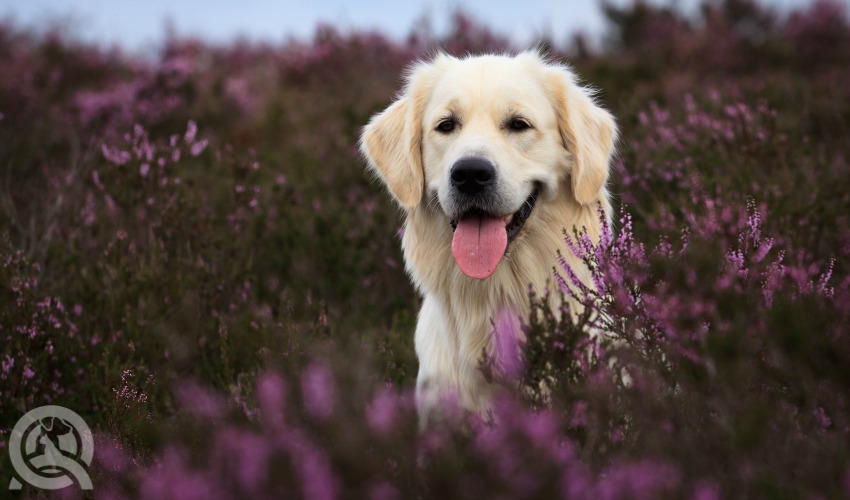 golden retriever in purple field