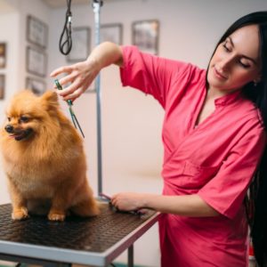 Discover the responsibilities NOT included in a dog groomer's job description