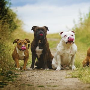 group of dogs feature