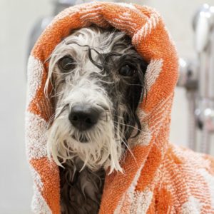 Discover specialty services you can offer as a freelance dog groomer