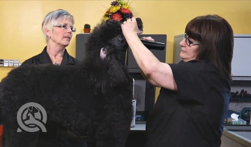 qc pet studies dog grooming course sample lesson video