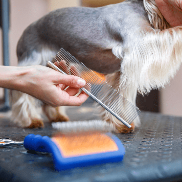 professional dog groomer with comb on dog grooming table free dog grooming kit
