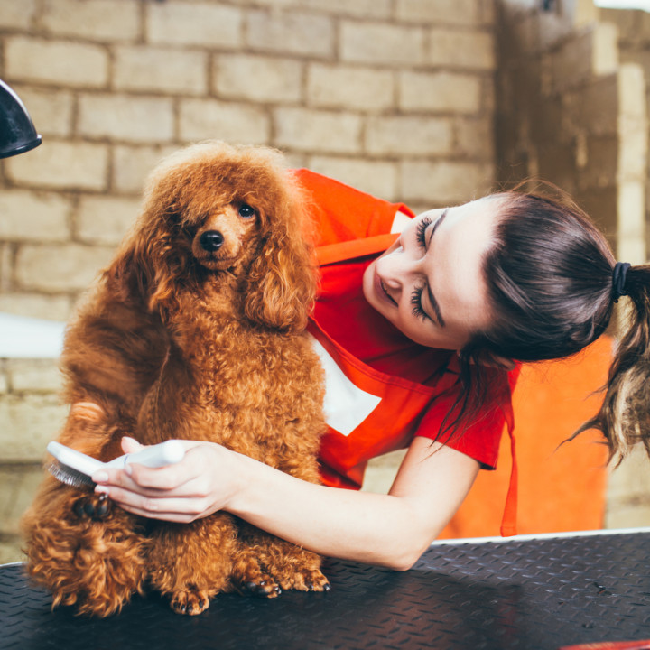 tasks and daily routine of a dog groomer
