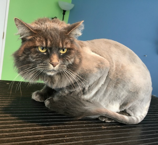 Nicki Hughes Cat grooming