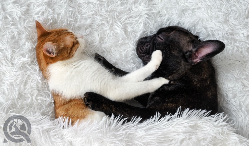 Cat and dog on a blanket