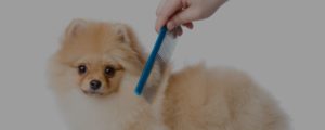 day in the life of a dog groomer - header