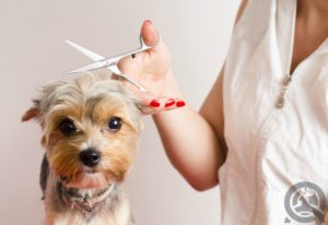 dog hair being cut by a groomer
