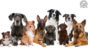 groom a variety of dog breeds