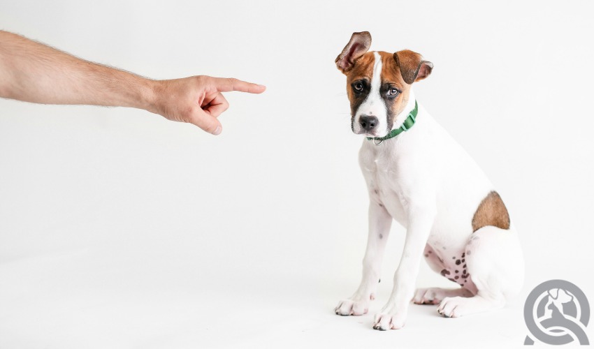 handling difficult clients dogs and owners