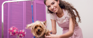 investing dog grooming salary