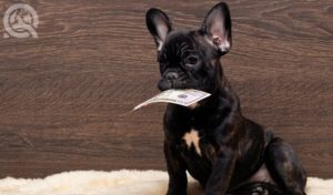 french bulldog with money in mouth