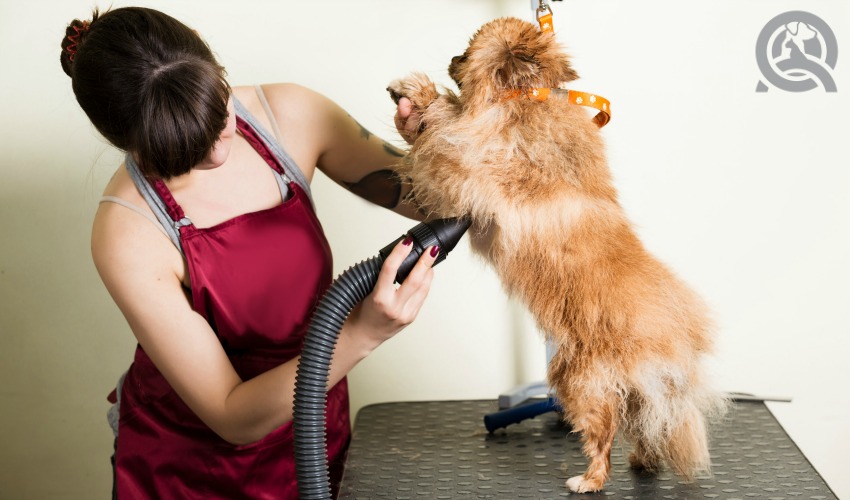 dog grooming tools