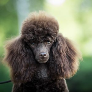qc dog grooming course poodle