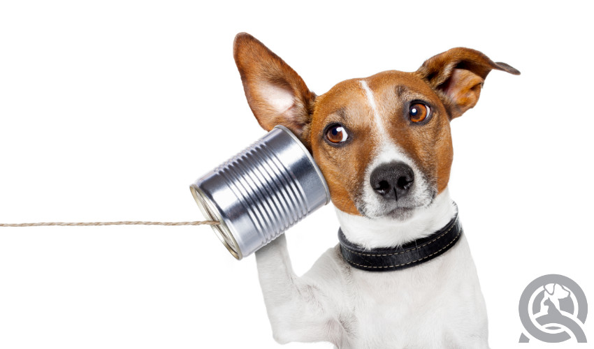 Communication dog
