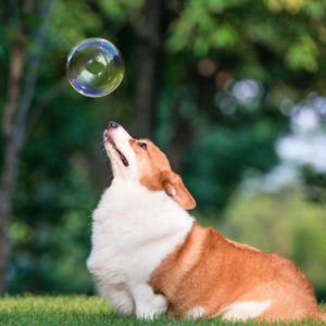 dog playing outside in the summer bubbles