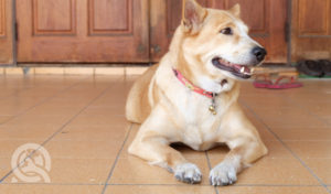 dog staying cool by lying on tile flooring