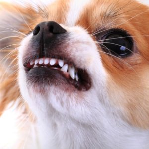 chihuahua difficult clients difficult dog feature